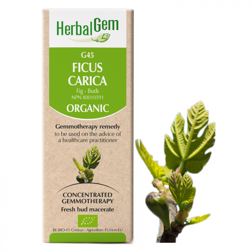 HerbalGem: Ficus Carica (15ml)