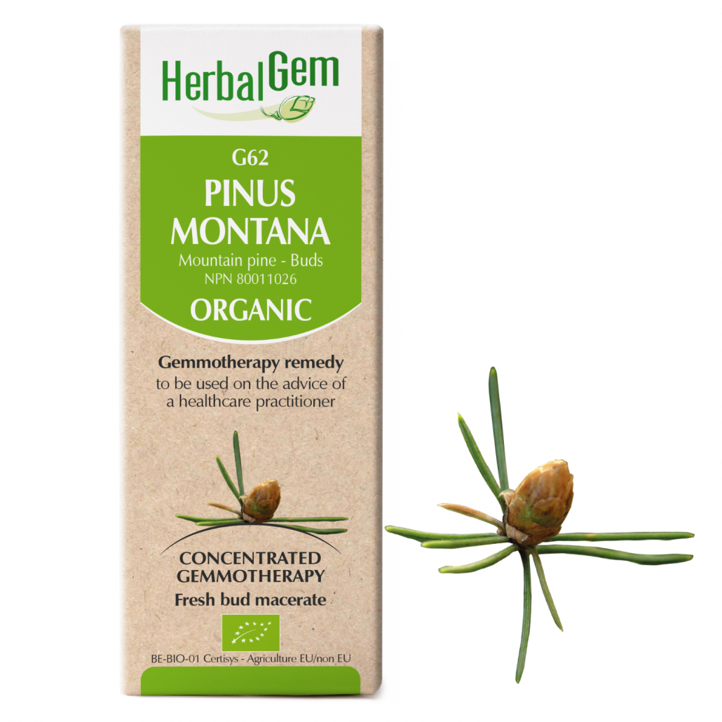 HerbalGem: Pinus Montana (30ml)