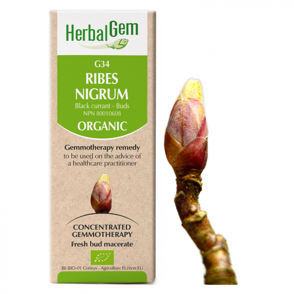 HerbalGem: Ribes Nigrum (15ml)
