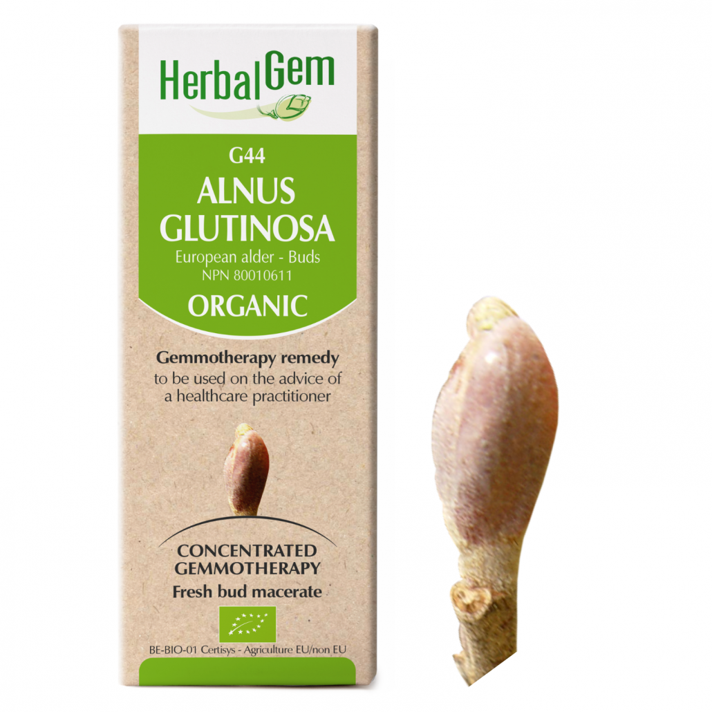 HerbalGem: Alnus Glutinosa (15ml)
