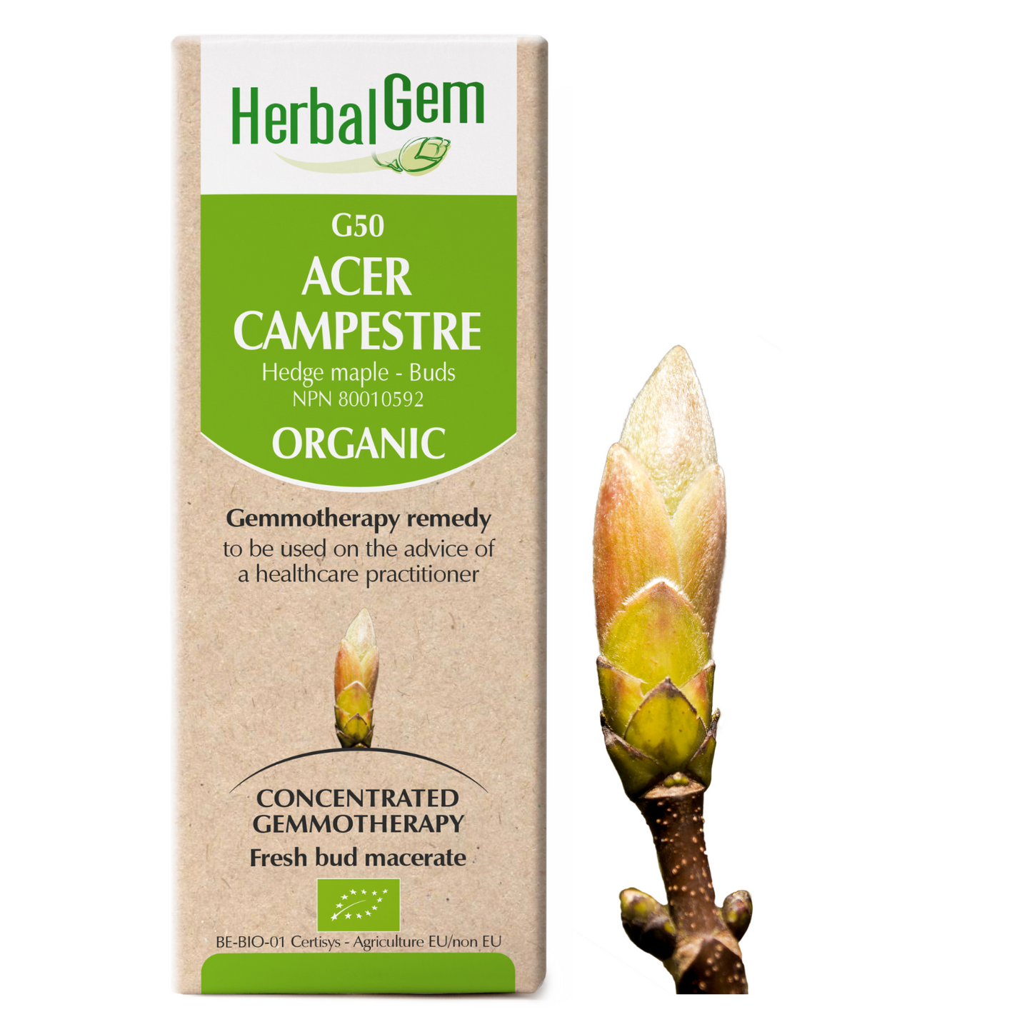 HerbalGem: Acer Campestre (15ml)