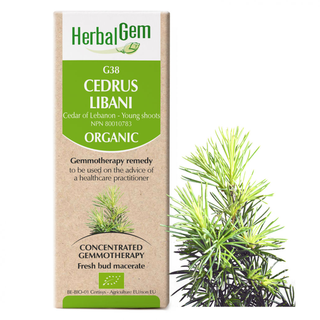 HerbalGem: Cedrus Libani (15ml)