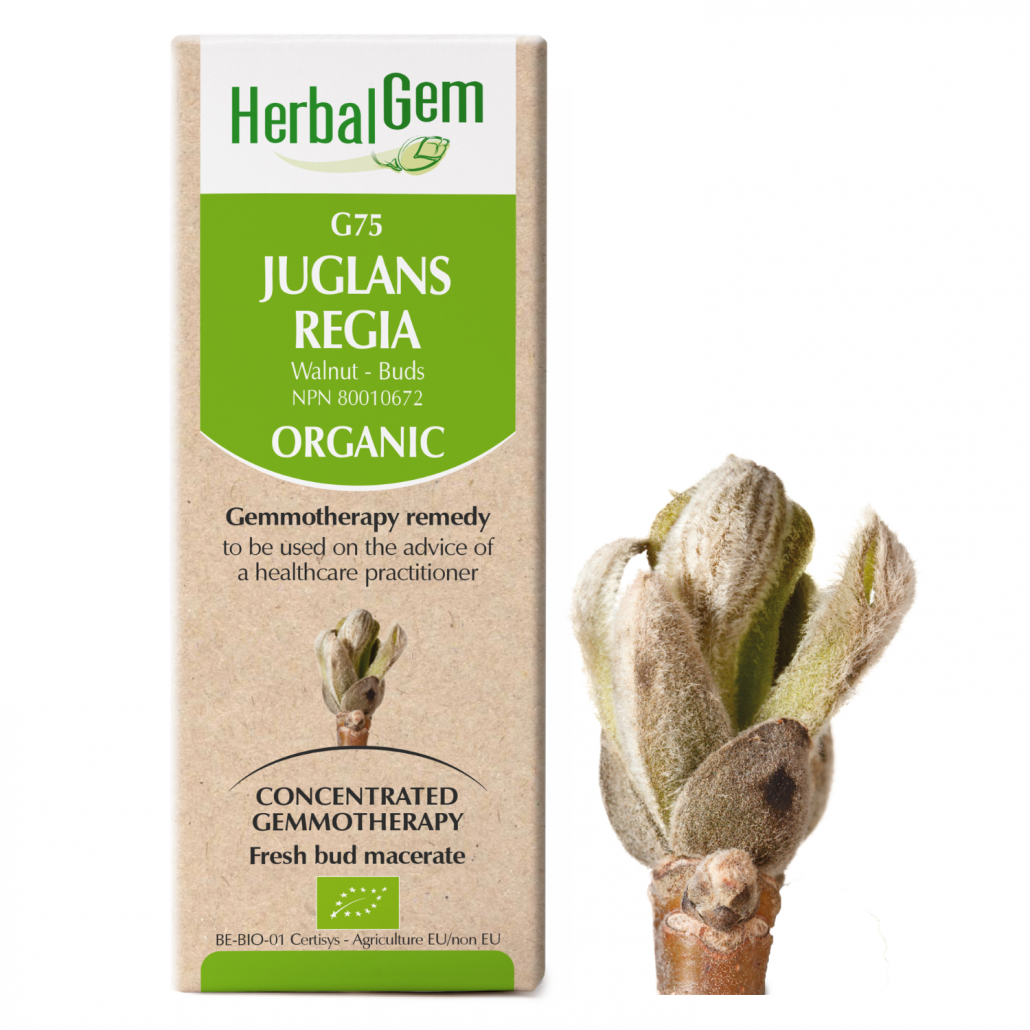 HerbalGem: Juglans Regia (15ml)